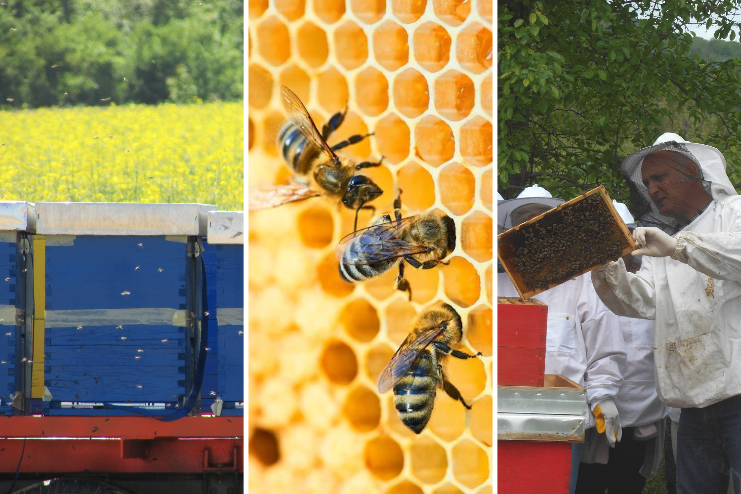 Cover Image for Modeli kooperativne proizvodnje pčelinjih proizvoda